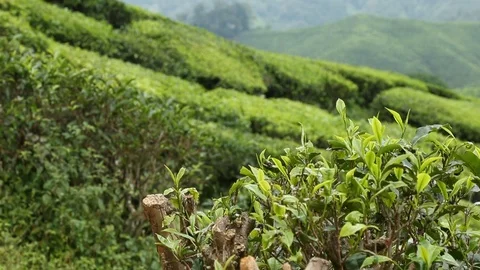 Dolly shot in tea fields Stock Footage 99754755