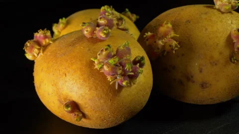 Dolly shot of three sprouting raw potatoes. Stock Footage 243512232