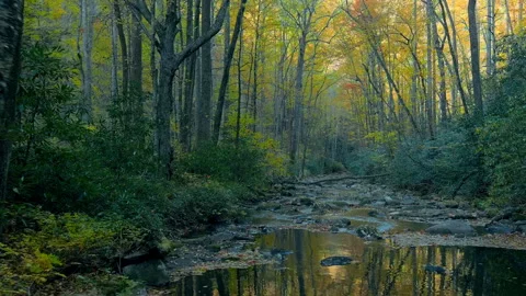 Dolly shot through dark forest with autumn colors Stock Footage 254434132