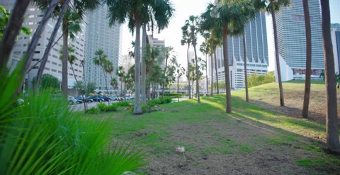 Dolly shot , through the palms 6k / 4k Footage Stock Footage 238405038