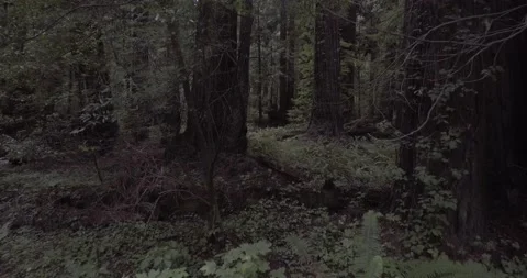 Dolly In Shot through tight vegetation of a lush Redwoods Forest | Drone Shot Stock Footage 137426817