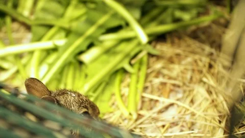 Dolly shot of Tiny Bunny Rabbit in Cage with Door Open Video stock 122250508