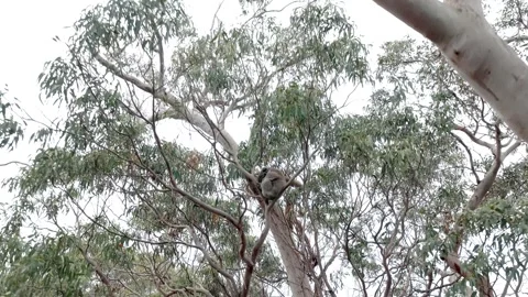 Dolly Shot Toward To Koala On Tree, 6K Vídeo Stock 333900080