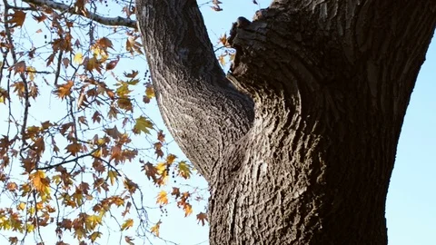 Dolly shot of tree with orange colored leaves on a sunny autumn day  Stock Footage 83392317