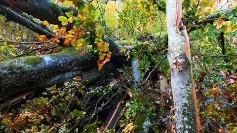 Dolly shot of tree trunk covered by green moss Stock Footage 120425622