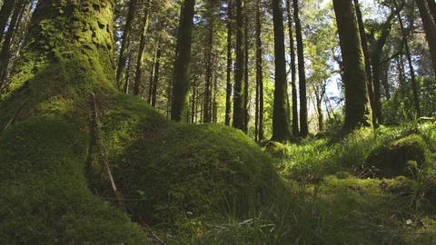 Dolly Shot Of Trees And Moss Growing In Forest Stock Footage 79656256