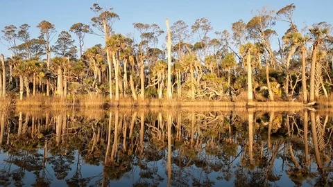 Dolly shot of trees reflecting in calm water in lowlands of the American South Stock-Footage 125045396