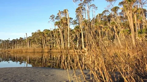 Dolly shot of trees reflecting in calm water in lowlands of the American South. Stock Footage 125045402