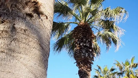 Dolly shot of tropical Palm trees. Holiday, Vacation concept Stock Footage 90101547