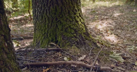 Dolly shot of two trunks covered with moss Stock Footage 158741746