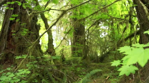 Dolly shot under plants in the rainforest Stock Footage 53211954