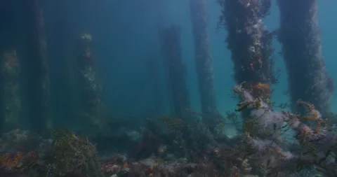 Dolly Shot Under The Rye Jetty, Melbourne Video stock 317790154