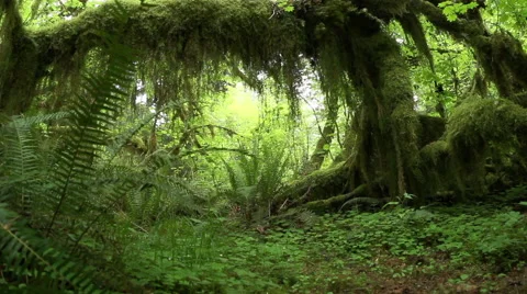 Dolly shot under tree and moss 스톡 동영상 53259256