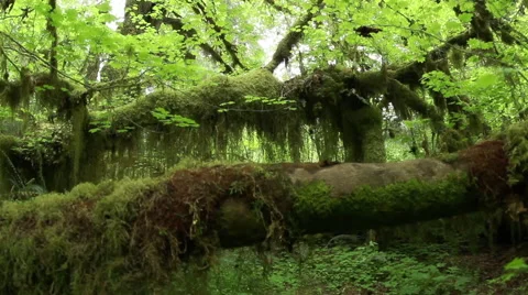 Dolly shot under tree and moss in the rainforest 스톡 동영상 53259499