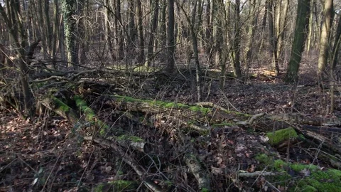 Dolly shot with a view of the forest with many dead trees on the ground Video stock 123979342