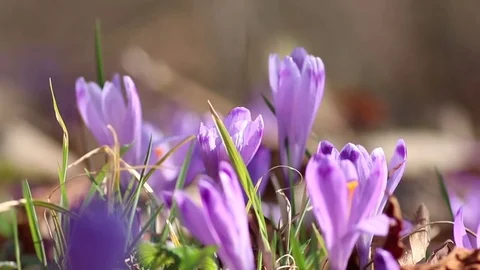 DOLLY SHOT Violet crocus in a forest Stock Footage 83788193