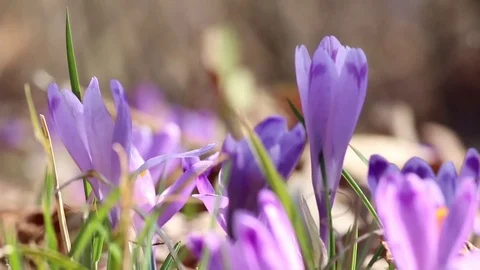 DOLLY SHOT violet spring flower crocus between brown leafs Stock Footage 83788248