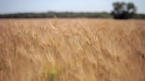 Dolly shot of wheat Stock Footage 7769214