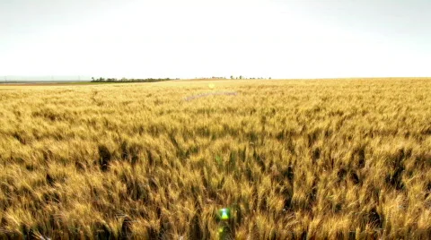 Dolly shot wheatfield Stock Footage 791570