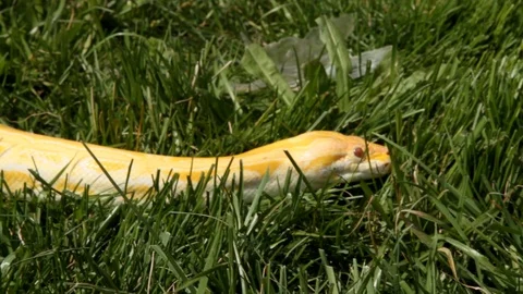 Dolly shot of yellow python head Vídeos de archivo 106036234