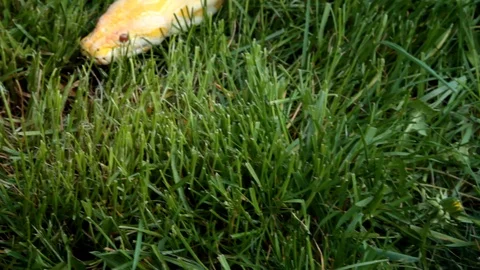 Dolly shot of a yellow python head 2 Video stock 106540176