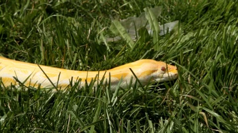 Dolly shot of yellow python head Vídeos de archivo 106540447