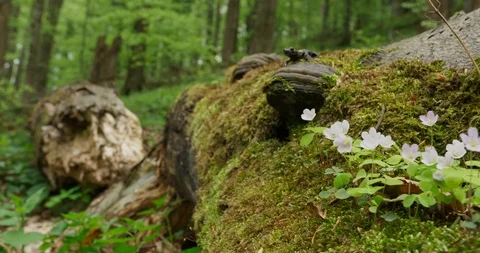 Dolly shots of rotten tree and fire salamander., spring, 4k Stock Footage 89648296