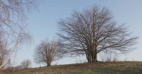 Dolly shots of two trees in the meadow, 4k Video stock 89643390