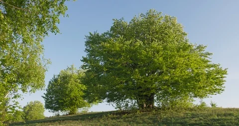Dolly shots of two trees on the meadow, summer, 4k Stock Footage 89643895