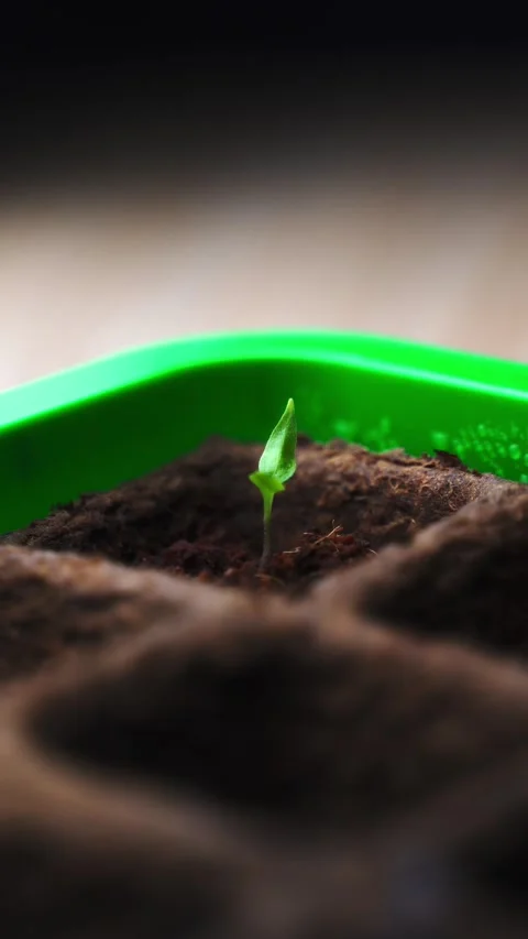 Dolly in to single young plant vertical social media shot Stock Footage 238684285