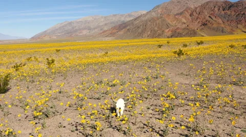 Dolly of Skull &amp; Desert Flower Super Bloom in Death Valley Stock Footage 64284852