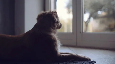 Dolly slide shot of a cute small dog looking trough window outside Stock Footage 121532176