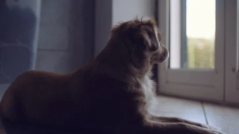 Dolly slide shot of a cute small dog looking trough window outside Stock Footage 121532297