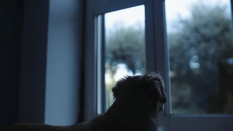Dolly slide shot of a cute small dog looking trough window outside Stock Footage 121532616