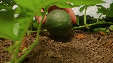 Dolly slider, close up. Hand Checks a Young Watermelon on the Vine, Growing in S Stock Footage 345135565