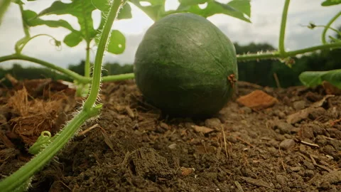 Dolly slider, close up. Young Watermelon Grows on a Leafy Vine Above Garden Soil Stock Footage 345135475