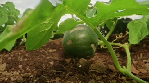 Dolly slider, close up. Young Watermelon Ripening on a Leafy Vine Above Garden S Stock Footage 345135992