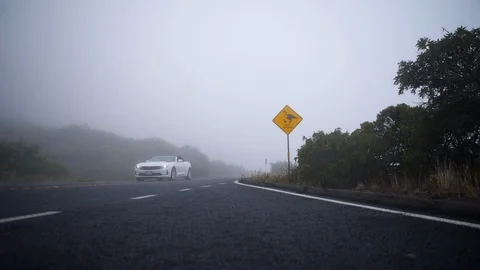 Dolly slider Nene crossing sign Haleakala Highway near summit foggy car passes Stock Footage 119123735