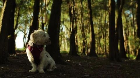 Dolly of a small dog in a forest slow motion 4K Stock Footage 241198611