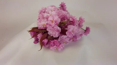 Dolly Studio Shot Of The Flower Bunch Of The  Japanese Cherry Stock Footage 128710490