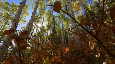 Dolly with sun light through Aspen trees, Wasatch Mountains, UT. Stock Footage 99517952