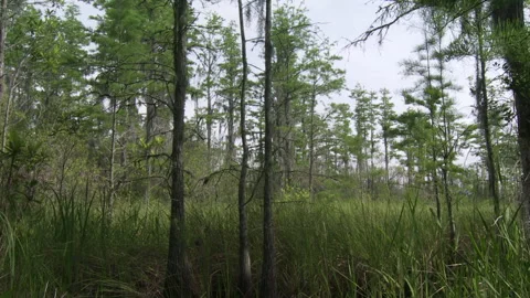 Dolly into swamp forest Stock Footage 131885589