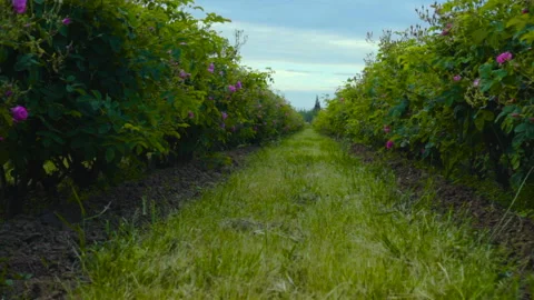 Dolly Through Bushes Of Flower Trees Stock Footage 222075441