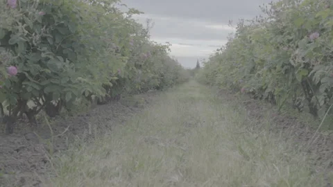 Dolly Through Bushes Of Flower Trees - No LUT Version Stock Footage 222093447