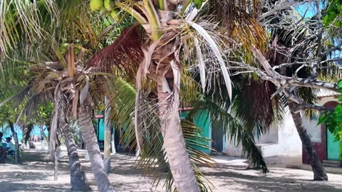 Dolly In Through Coconut Palms in Gran Roque, Los Roques Venezuela 動画素材 345090846