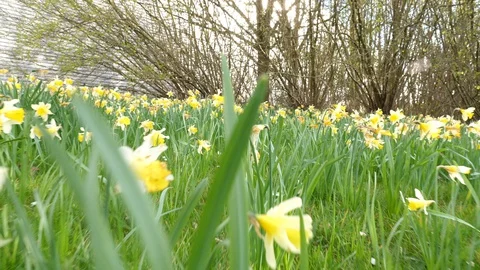 Dolly in through a field of daffodils Stock Footage 127599210