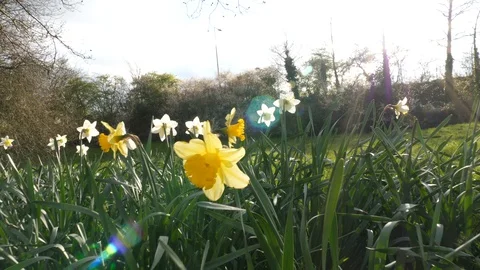 Dolly in through a field of daffodils in slow motion Stock Footage 127599093