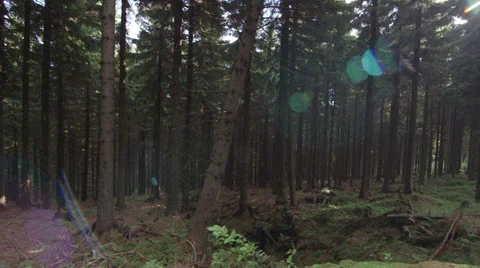 Dolly through forest Stock Footage 34304010