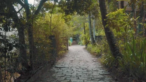 DOLLY IN THROUGH THE FOREST Stock Footage 151012333