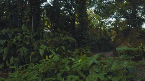 DOLLY IN THROUGH THE FOREST Stock Footage 151038876